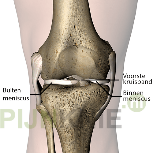 Meniscus in het kniegewricht