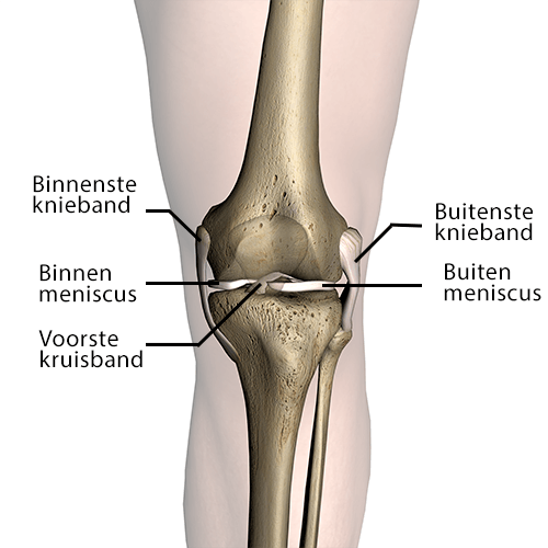 Anatomie van de knie met meniscus
