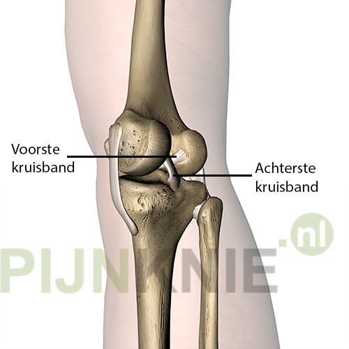 Achterste kruisband anatomie