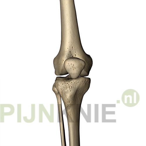 Passieve structuren rondom de patella