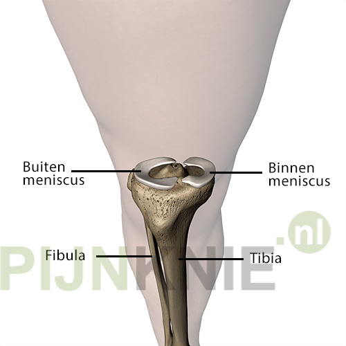 Schematische weergave van de meniscus