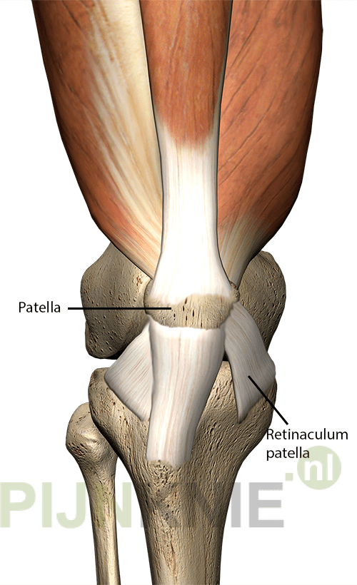 Actieve structuren rondom de patella