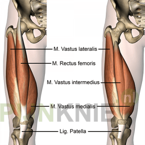 Image 1: quadriceps