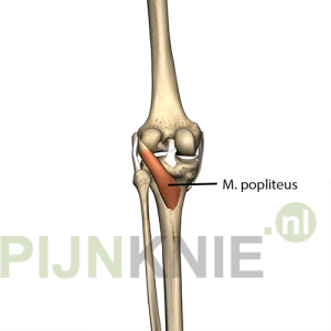 Image 3: popliteus