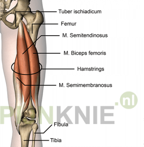 Image 2: hamstring-namen