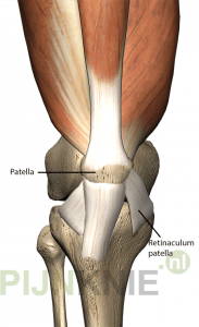 Image 3: retinaculum-patellae1