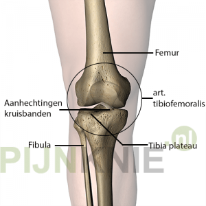 femur-tibia-gewricht1