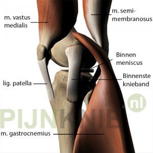 mediale_knie-met-spieren