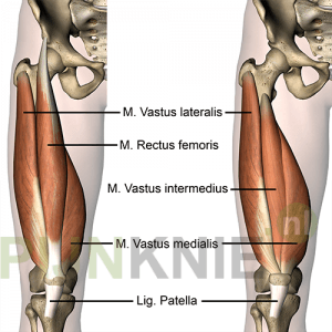 quadriceps