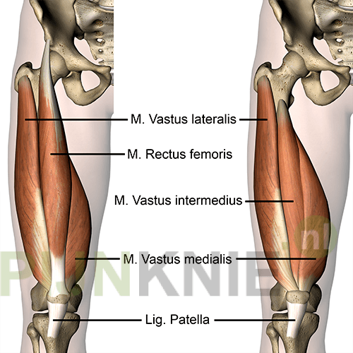 Muildier Scenario Elektropositief Spieren van het kniegewricht - Pijn Knie